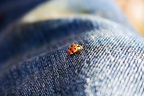 Orange, schwarz, Marienkäfer, Blau, Jeansstoff, Käfer, Insekt, rot, Makro, Hose, Jeans, Makrofotografie, schließen, Natur, Fluginsekt, Kreatur, Flügel, Tier, Tierthemen, ein Tier, Tierwelt, wirbellos, Tiere in freier Wildbahn, selektiver Fokus, Nahansicht, keine Leute, beschmutzt, Textil-, Körperteil, Tag, draußen, klein, 2K, CC0, gemeinfrei, lizenzfrei
