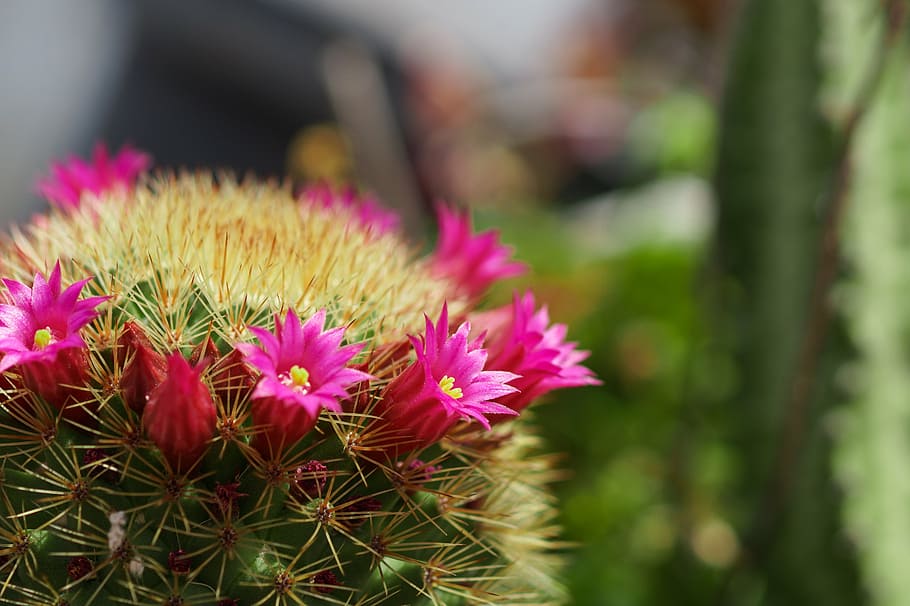 nærbillede foto, lyserød, tønde kaktus blomster, kaktus, have, torne, Mexico, blomst, vækst, plante, natur, fokus på forgrunden, blomsterhoved, kronblad, friskhed, skønhed i naturen, skrøbelighed, blomstrende plante, tæt på, sårbarhed, lyserød farve, blomsterstand, ingen mennesker, saftige plante, dag, torn, udendørs, lilla, 5K