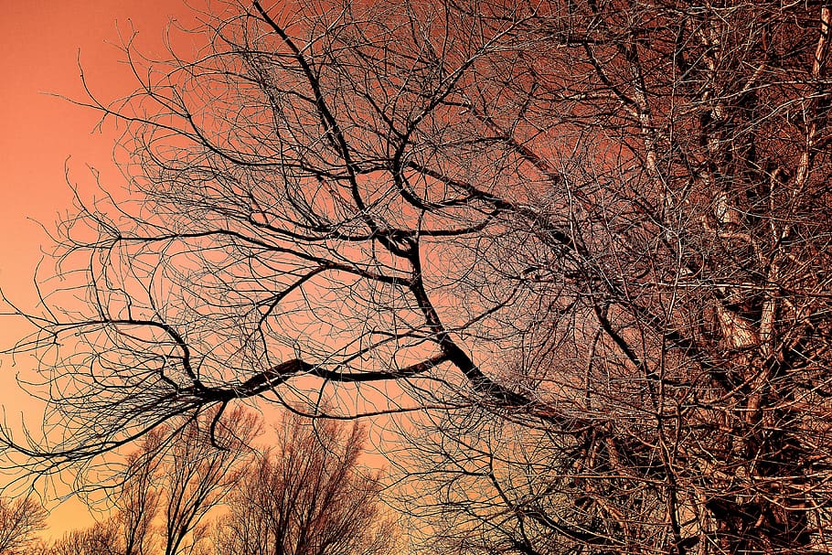 nua, arbre, taronja, cel, arbre superior, arbre d’hivern, branca, branca nu, esquelètic, contorns, arbre caducifoli, arbre sense fulles, esvelt, cels blaus, arbre nu, planta, cap gent, naturalesa, tranquil·litat, bellesa a la natura, vista d’angle baix, a l'aire lliure, tardor, fons, tronc de l'arbre, escenics - natura, tronc, bosc, silueta, vespre, terra, copa de l'arbre, 4K