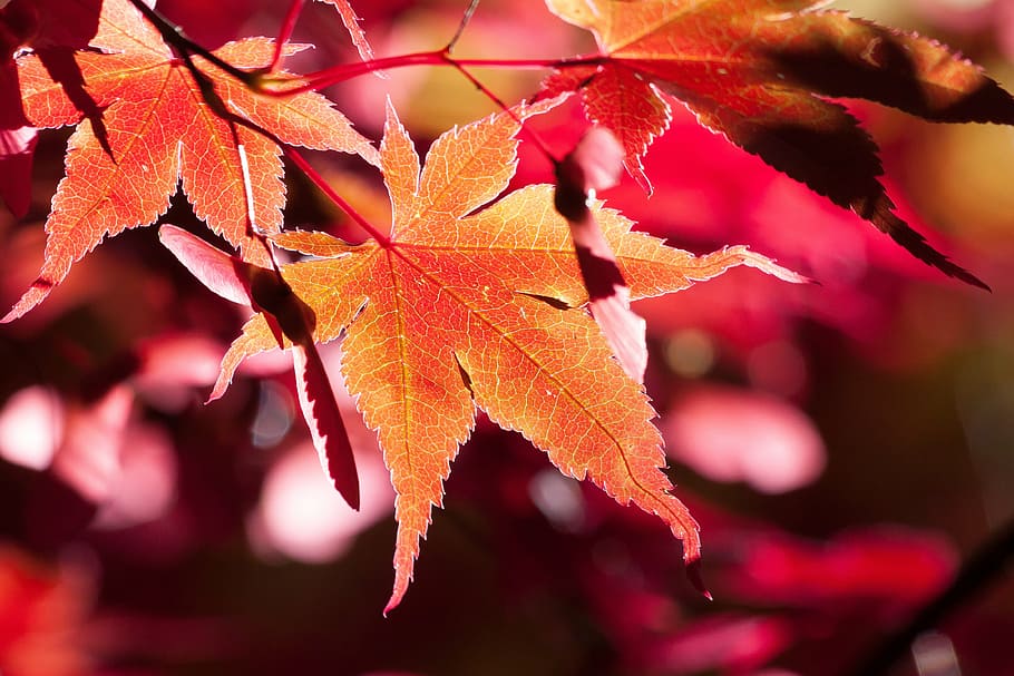 fulla d'auró marró, maple, tardor, full, vermell, fulles, coloració, brillant, color de la tardor, colorit, naturalesa, llum de fons, bokeh, Japó, canvi, fulla d'auró, bellesa a la natura, arbre d'auró, primer pla, a l'aire lliure, part de la planta, planta, centrar-se en primer pla, color taronja, cap gent, arbre, creixement, dia, branca, fragilitat, condició natural, col·lecció de tardor, 4K