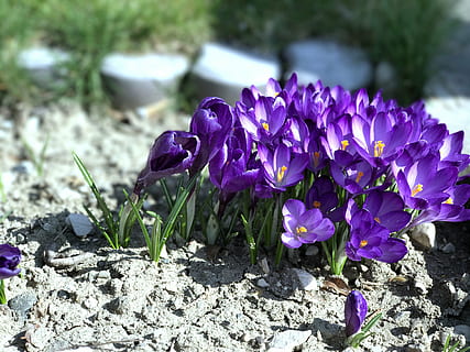 flowers, spring, violet, flower, flowering plant, plant, purple, vulnerability, fragility, beauty in nature, freshness, petal, growth, nature, close-up, flower head, inflorescence, day, no people, focus on foreground, iris, botany, crocus, outdoors, springtime, bunch of flowers, 4K, CC0, public domain, royalty free