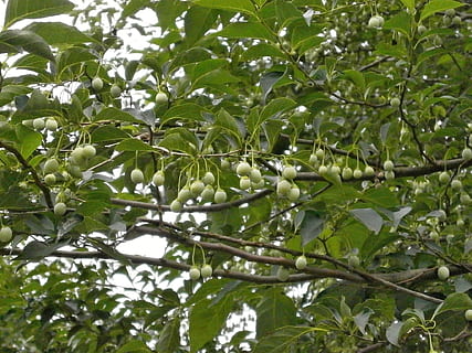Styrax, styrax styrax yleinen, pähkinät, raakile, kesä, kasvi, kasvu, puu, puun lehti, kasvi-osa, vihreä väri, terveellinen ruokavalio, ruoka ja juoma, hedelmä, haara, ruoka, ei ihmisiä, luonto, matala kulma, päivä, tuoreus, kauneus luonnossa, ulkona, keskittyä etualalle, hyvinvointi, 1080P, CC0, public domain, rojaltivapaa