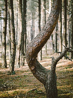 bosque, el maletero, forma, devanado, árbol, ladrar, naturaleza, planta, flora, al aire libre, botánica, crecimiento, tronco de arbol, tierra, centrarse en primer plano, tranquilidad, día, nadie, belleza en la naturaleza, escena tranquila, paisajes - naturaleza, paisaje, ambiente, luz del sol, 4K, CC0, dominio público, libre de derechos