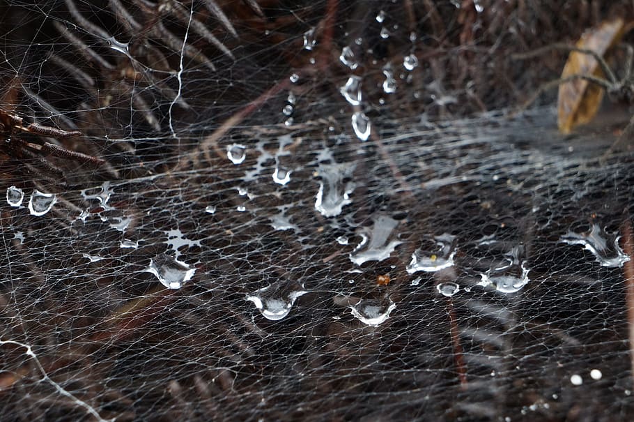 dråber, net, natur, makro, mønster, netværk, regndråbe, edderkop, insekt, udendørs, naturlig, våd, struktur, vand, tæt, edderkoppespind, regn, ingen mennesker, skrøbelighed, tæt på, sårbarhed, fuld ramme, selektiv fokusering, baggrunde, vinter, dag, kold temperatur, dråbe, gennemsigtig, fokus på forgrunden, 4K