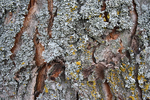 bark, lichen, natur, træstump, træ, stump, udendørs, ru, gået i stykker, struktur, alder, mos, skimmel, træstamme, tekstureret, rock-objekt, dag, bagagerum, plante, vækst, ingen mennesker, fuld ramme, tæt på, skønhed i naturen, mønster, lav vinkel visning, baggrunde, plantebark, naturligt mønster, forvitret, 4K, CC0, offentligt domæne, royaltyfrie