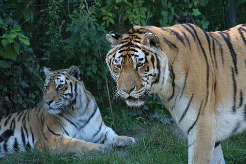 Tiere, Tiger, Raubtier, Tier, gestreift, Tierwelt, Fleischfresser, bengalischer Tiger, Säugetier, undomestizierte Katze, Natur, katzenartig, Tierthemen, Katze, große Katze, Tiere in freier Wildbahn, Gruppe von Tieren, Pflanze, Gras, Wirbeltier, keine Leute, gefährdete Spezies, zwei tiere, draußen, Whisker, Tierkopf, 1080P, CC0, gemeinfrei, lizenzfrei