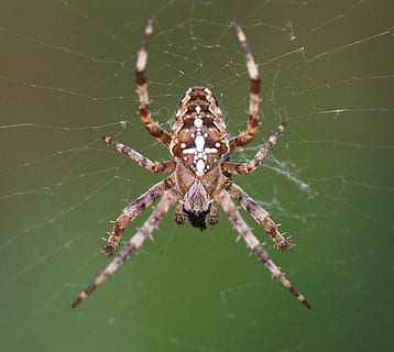 edderkoppespind, makro, sollys, dyr, edderkop, web, uhyggelig, rædsel, ben, silke, rød, sommer, sol, vand, arachnid, sort, silhuet, spinding, design, kødædende, farve, natur, insekt, dug, udendørs, spindelvæv, giftig, mønster, kvinde, dråbe, morgen, bølge, kryds, have, et dyr, dyre temaer, dyr i naturen, dyreliv, hvirvelløse, leddyr, skrøbelighed, tæt på, dyr ben, dyr kropsdel, sårbarhed, ingen mennesker, zoologi, fokus på forgrunden, kompleksitet, 2K, CC0, offentligt domæne, royaltyfrie