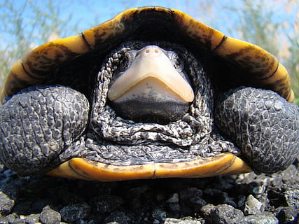 diamondback, terrapin, želva, makro, detail, velký, shell, Příroda, mimo, jednoho zvířete, zvířat, zvířata ve volné přírodě, plaz, zvíře, část těla zvířete, nikdo, obratlovců, den, zvířecí hlavy, žlutá, venku, zaměřit se na popředí, voda, pusa, čelní pohled, ústa otevřená, zvířecí ústa, námořní, 2K, CC0, veřejná doména, bez autorských práv