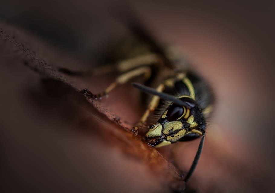 hveps, insekt, natur, makro, tæt, fouragering, hvirvelløse, tæt på, et dyr, en person, dyreliv, menneskelig kropsdel, kropsdel, selektiv fokusering, dyr i naturen, øje, dyr kropsdel, dyrefløj, menneskelig hånd, skilt, meddelelse, dyr øje, finger, 2K