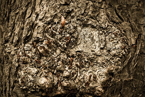 brun trunk, tre, trebark, Logg, stamme, natur, bark, skog, struktur, Lukk, mønster, bakgrunn, abstrakt, gull, gylden, tekstur, brun, blad, høst, flate, nærbilde, strukturert, trestamme, full ramme, ujevn, ingen folk, tre - materiale, plantebark, naturlig mønster, anlegg, dag, utendørs, vekst, 4K, CC0, offentlig domene, opphavsrett gratis