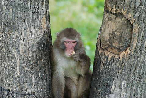 mico, macaque, animal, arbre, primat, bosc, mamífer, salvatge, viatjar, mirant, vida salvatge, naturalesa, asia, bonic, animals a la natura, temes d'animals, fauna animal, un animal, vertebrats, cap gent, centrar-se en primer pla, dia, tronc de l'arbre, planta, tronc, a l'aire lliure, retrat, assegut, babuí, cap d’animals, 4K, CC0, domini públic, lliure de regalies