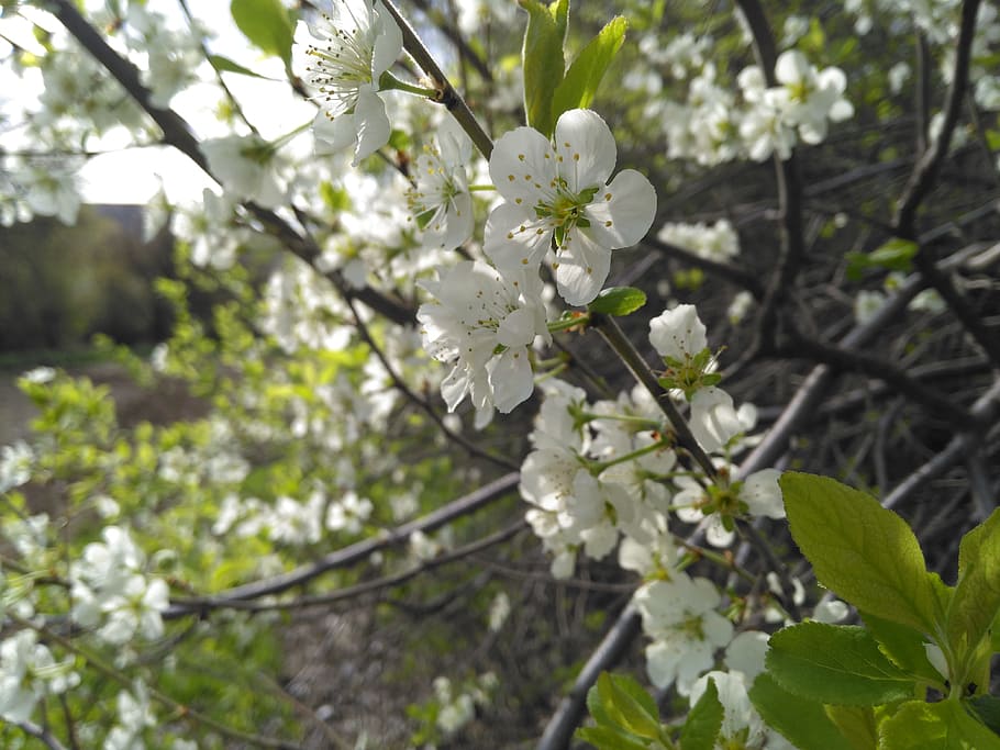 abrikos, blomst, forår, blomstrende plante, plante, vækst, skrøbelighed, skønhed i naturen, friskhed, sårbarhed, blomstre, hvid farve, træ, tæt på, afdeling, kronblad, fokus på forgrunden, natur, ingen mennesker, dag, frugt træ, blomsterhoved, udendørs, kirsebær blomst, pollen, Kirsebærtræ, 4K