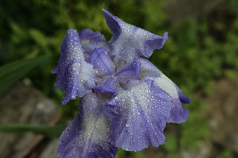 duhovka, květ, modrý, zavřít, iridaceae, po dešti, dešťová kapka, kvetoucí rostlina, nachový, detail, rostlina, krása v přírodě, okvětní lístek, zranitelnost, křehkost, květenství, květu hlavy, růst, zaměřit se na popředí, svěžest, Příroda, nikdo, den, mokré, iris - rostlina, měkkost, rosa, sepal, 5K, CC0, veřejná doména, bez autorských práv