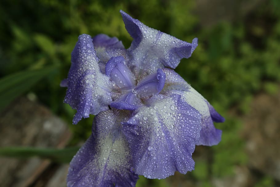 duhovka, květ, modrý, zavřít, iridaceae, po dešti, dešťová kapka, kvetoucí rostlina, nachový, detail, rostlina, krása v přírodě, okvětní lístek, zranitelnost, křehkost, květenství, květu hlavy, růst, zaměřit se na popředí, svěžest, Příroda, nikdo, den, mokré, iris - rostlina, měkkost, rosa, sepal, 5K