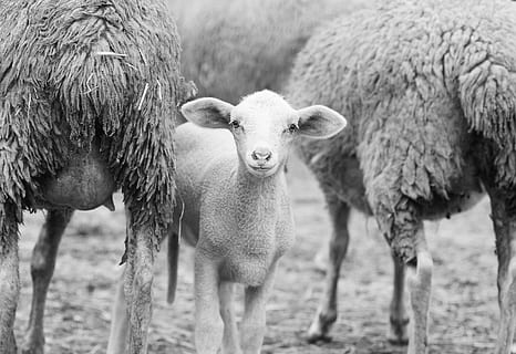 grijswaardenfoto, lam, schapen, kudde-, zoogdier, vee, groep dieren, dier, dierlijke thema's, huisdieren, huiselijk, gewerveld, veld-, land-, focus op de voorgrond, geen mensen, staand, twee dieren, dag, natuur, jong dier, plantenetend, buitenshuis, dierlijke familie, 2K, CC0, publiek domein, royaltyvrij
