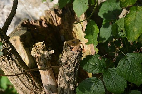 trerot, rot, tre, eldre, natur, dyr, dyreliv, blad, plante del, anlegg, vekst, dag, nærbilde, ingen folk, grønn farge, fokusere på forgrunnen, skjønnhet i naturen, utendørs, dyr i naturen, trestamme, stamme, ett dyr, dyre temaer, blader, bark, 1080P, CC0, offentlig domene, opphavsrett gratis