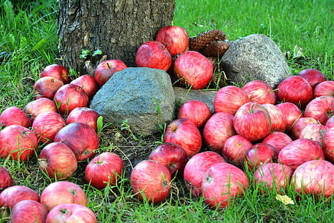 măr, mere, fruct, iarbă, trist, grădină, roșu, natură, alimente, agricultură, prospeţime, organic, copt, vegetal, fermă, toamnă, mâncat sănătos, mancare si bautura, plantă, nici o persoana, zi, bunăstare, teren, grup mare de obiecte, mere - fructe, camp, în aer liber, abundenţă, Culoarea verde, 4K, CC0, domeniu public, fără drepturi de autor
