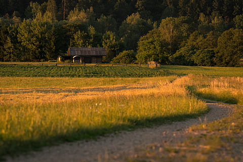 peisaj, câmpuri, natură, arabil, cereale, agricultură, amurg, vară, camp, apus de soare, luncă, Carinthia, Abendstimmung, dispozitie, ierburi, pădure, bucura-te de priveliste, relaxare, Vino acasa, tăcut, Austria, viziune, Mai Mult, se bucura, odihnă, recuperare, drumeții, frumos, relaxa, timp liber, vacanţă, idilic, plantă, teren, creştere, copac, rural, mediu inconjurator, scenice - natura, fermă, o scenă liniștită, liniște, frumusețe în natură, nici o persoana, iarbă, a decupa, Culoarea verde, zi, în aer liber, plantaţie, 5K, CC0, domeniu public, fără drepturi de autor