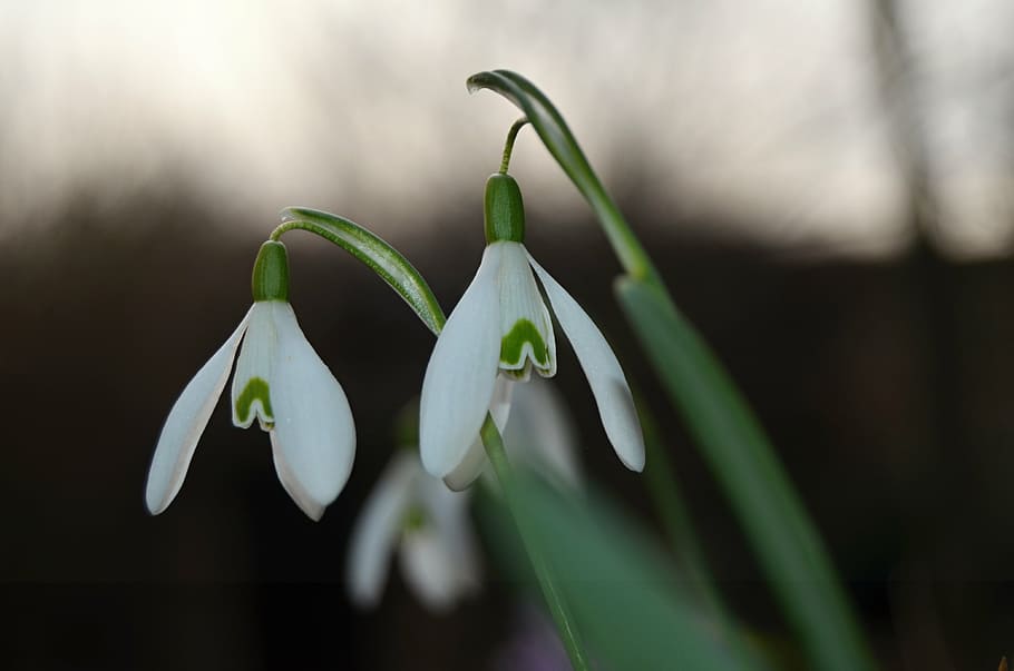 flor, snowdrop, primavera, blanc, plantes, vernal, planta, bellesa a la natura, creixement, vulnerabilitat, color verd, planta amb flors, fragilitat, primer pla, frescor, pètal, naturalesa, cap gent, enfocament selectiu, centrar-se en primer pla, part de la planta, cap de flor, inflorescència, full, a l'aire lliure, 4K