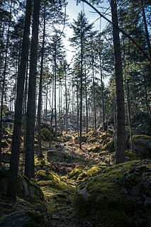 Felsen, umgeben, Bäume, klar, Blau, Himmel, Landschaftsfotografie, Wald, Baum, Moos, Rock, Grün, dick, Sonnenlicht, Französisch, Frankreich, Tannenbaum, Tanne, grau, Natur, Schaum, Holz, Stein, Landschaft, Land, Pflanze, Baumstamm, Kofferraum, Wachstum, Ruhe, ruhige Szene, Schönheit in der Natur, keine Leute, Tag, Nicht-städtische Szene, Szenen - Natur, Flachwinkelansicht, große Höhe, draußen, Nadelbaum, 1080P, CC0, gemeinfrei, lizenzfrei