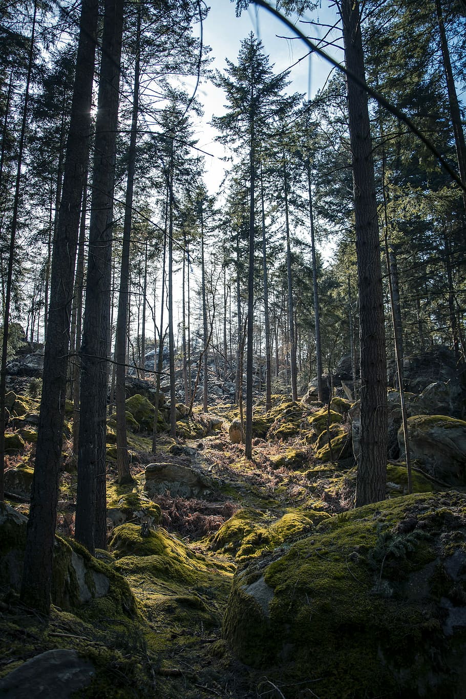 Felsen, umgeben, Bäume, klar, Blau, Himmel, Landschaftsfotografie, Wald, Baum, Moos, Rock, Grün, dick, Sonnenlicht, Französisch, Frankreich, Tannenbaum, Tanne, grau, Natur, Schaum, Holz, Stein, Landschaft, Land, Pflanze, Baumstamm, Kofferraum, Wachstum, Ruhe, ruhige Szene, Schönheit in der Natur, keine Leute, Tag, Nicht-städtische Szene, Szenen - Natur, Flachwinkelansicht, große Höhe, draußen, Nadelbaum, 1080P