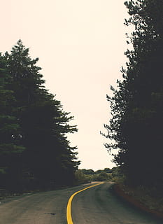 foresta, strada, alberi, prospettiva, inverno, viaggio su strada, giallo, linea, asfalto, catrame, buio, albero, cielo, pianta, mezzi di trasporto, la strada davanti, direzione, simbolo, nessuno, cartello, segnaletica stradale, natura, cielo sereno, marcatura, curva, doppia linea gialla, la tranquillità, giorno, bellezza nella natura, strada di campagna, all'aperto, prospettiva decrescente, linea di divisione, lungo, 2K, CC0, dominio pubblico, privo di copyright