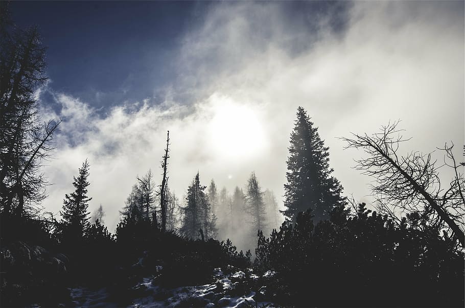 fyrretræ, overskyet, himmel, Skov, tåge, skyer, vinter, sne, kold, frost, bjerg, sol, bryde igennem, lys, mysterium, sollys, træ, plante, skønhed i naturen, ro, natur, rolig scene, ingen mennesker, vækst, lav vinkel visning, scenics - natur, sky - himmel, silhuet, ikke-urbane scene, dag, jord, solstråle, nåletræ, linseflare, fyrreskov, 1080P