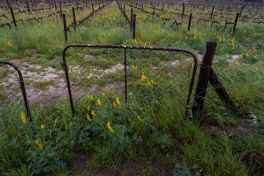 gule blomster, Port, dramatiske skyer, landskab, western-kappe, Afrika, Franschhoek, vingård, gul, grøn, Sydafrika, landbrug, vin, plante, jord, vækst, græs, Mark, grøn farve, natur, ro, skønhed i naturen, rolig scene, ingen mennesker, grænse, hegn, barriere, træ, miljø, ikke-urbane scene, dag, scenics - natur, udendørs, 5K
