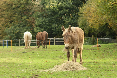 mule, horse, pony, draft, comtois, big, grazing, pasture, paddock, field, hay, feeding, animal, farm, mammal, equine, landscape, rural, domestic, grass, summer, green, outdoors, healthy, happy, livestock, domestic animals, animal themes, day, plant, group of animals, vertebrate, tree, land, animal wildlife, pets, barrier, agriculture, green color, boundary, no people, herbivorous, ranch, 5K, CC0, public domain, royalty free