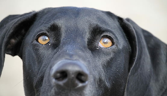 Hund, Profil, schwarz, Haustiere, schwarzer Labrador, ein Tier, Tierthemen, Tier, Eckzahn, Säugetier, inländisch, schwarze Farbe, Nahansicht, Kamera betrachten, Labrador Retriever, Porträt, Tierkörperteil, Retriever, Wirbeltier, Tierkopf, Fokus auf den Vordergrund, Tierauge, tierische Nase, Schnauze, Tiermund, 4K, CC0, gemeinfrei, lizenzfrei