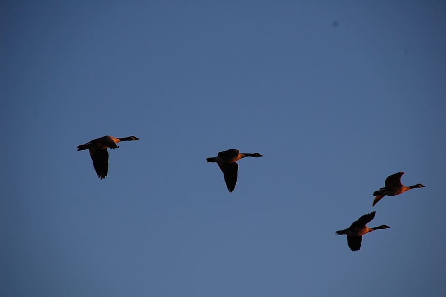 gæs, flyvende, migration, flok, himmel, dyreliv, gås, fugle, flyve, vandrende, vandfugle, fjerkræ, vinger, flyvningen, fugl, dyr i naturen, dyre temaer, Midt i luften, hvirveldyr, dyr, gruppe af dyr, spredte vinger, ingen mennesker, skyfri himmel, blå, lav vinkel visning, natur, dyr kropsdel, dag, solrig, bevægelse, udendørs, flok af fugle, ferskvandsfugl, 2K