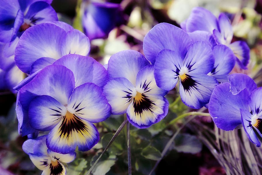 blomster, hage, fioler, vår, floral, petal, blomst, blomstre, lilla, vekst, skjørhet, anlegg, blomstrende plante, sårbarhet, skjønnhet i naturen, friskhet, nærbilde, blomsterhodet, inflorescence, fokusere på forgrunnen, natur, ingen folk, stemorsblomst, dag, botanikk, utendørs, pollen, 2K