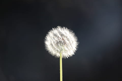 păpădie, puf, floare, plantă, fragilitate, prospeţime, vulnerabilitate, planta cu flori, frumusețe în natură, nici o persoana, natură, cap de floare, a închide, inflorescenţă, plante stem, moliciune, spațiu copie, culoare alba, în aer liber, semințe de papadie, Fundal negru, 5K, CC0, domeniu public, fără drepturi de autor