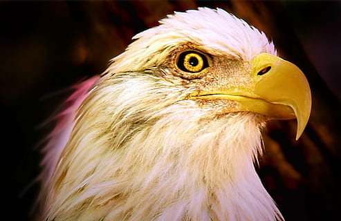 calb, àguila, cap, àguila - ocell, ocell, bec, rapinyaire, animal, àguila calba, vida salvatge, ploma, naturalesa, primer pla, temes d'animals, vertebrats, part del cos dels animals, cap d’animals, un animal, centrar-se en primer pla, animals a la natura, fauna animal, cap gent, retrat, mirant cap a fora, vista del perfil, 2K, CC0, domini públic, lliure de regalies