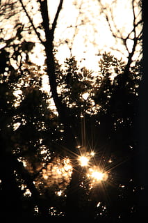 Dom, arboles, puesta del sol, ligero, irradiando, brillante, asomando, árbol, iluminado, planta, naturaleza, cielo, luz del sol, vista de ángulo bajo, nadie, silueta, al aire libre, crecimiento, destello de lente, belleza en la naturaleza, rayo de sol, rama, bosque, evento, Fuegos artificiales, transmisión, 4K, CC0, dominio público, libre de derechos