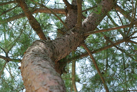 berenjena, textura, madera salvaje, salvaje, madera, pelar, árbol, naturaleza, bosque, rama, al aire libre, tronco de arbol, planta, día, antecedentes, vista de ángulo bajo, el maletero, crecimiento, nadie, belleza en la naturaleza, tranquilidad, centrarse en primer plano, tierra, cielo, paisajes - naturaleza, Pino, árbol conífero, 4K, CC0, dominio público, libre de derechos
