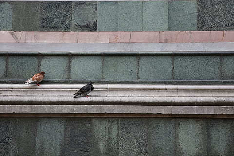 Foto, to, Brun, sort, duer, fugle, beton, panel, sort fugl, grå, hylde, dagtimerne, fugl, arkitektur, dyr, urban scene, dyreliv, dyr i naturen, dag, dyre temaer, udendørs, et dyr, bygget struktur, hvirveldyr, rigtige mennesker, mennesker, to personer, murbygningsfunktion, perching, bygning udvendig, fuld længde, rækværk, 5K, CC0, offentligt domæne, royaltyfrie