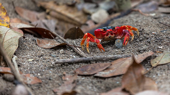 cranc vermell, primer pla, foto, vermell, cranc, marró, sòl, criatura, platja, full, fulles, temes d'animals, animal, fauna animal, animals a la natura, enfocament selectiu, un animal, naturalesa, cap gent, sòlid, dia, rock, a l'aire lliure, terra, rock - object, crustaci, la vida marina, longitud completa, marí, 4K, CC0, domini públic, lliure de regalies