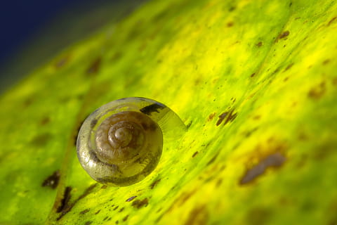 siput, cangkang, kering, kaku, siput, kulit, kering dan kaku, tema binatang, satu binatang, gastropoda, margasatwa, binatang di alam liar, satwa liar hewan, hewan, moluska, merapatkan, invertebrata, tidak ada orang, fokus selektif, alam, warna hijau, kulit binatang, lumut, hari, di luar rumah, kuning, 4K, CC0, domain publik, bebas royalti