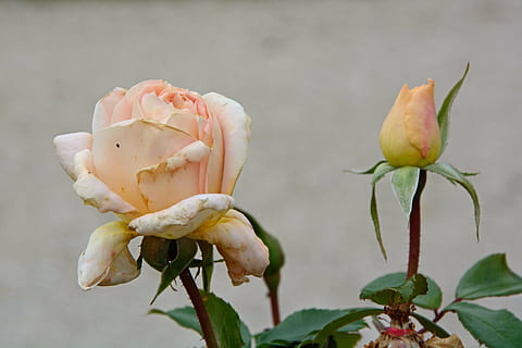 rose, withered, blossom, bloom, pink, rose bloom, individually, romantic, romance, flower, plant, flowering plant, fragility, vulnerability, close-up, growth, beauty in nature, freshness, petal, nature, focus on foreground, no people, inflorescence, bud, pink color, flower head, plant stem, rose - flower, outdoors, wilted plant, sepal, 5K, CC0, public domain, royalty free