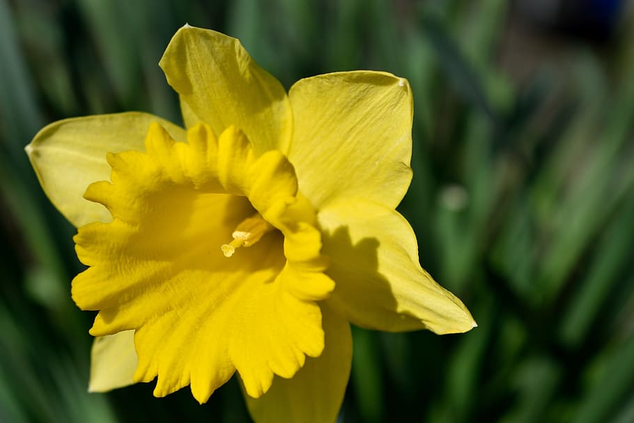 zarnacadea, galben, primăvară, floare, planta cu flori, plantă, prospeţime, petală, fragilitate, frumusețe în natură, vulnerabilitate, cap de floare, a închide, inflorescenţă, creştere, natură, să se concentreze asupra primelor elemente, nici o persoana, în aer liber, zi, polen, iris - plantă, 5K