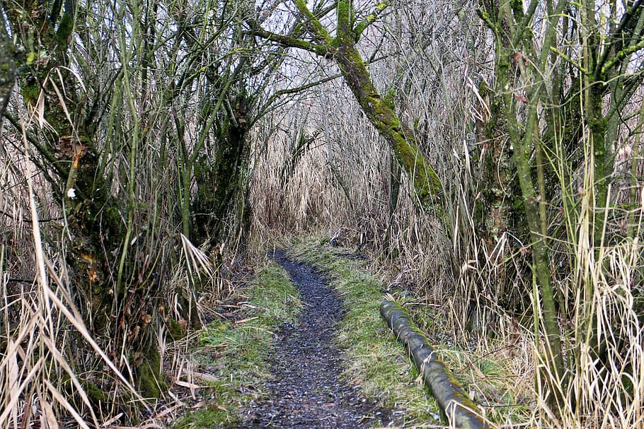 ruta, lluny, Camí, caminar, aigua, canya, matollar, canyes, fregar, arbusts, herba, planta de pantà, plantes de pantans, devorat, arbre, planta, direcció, bosc, el camí a seguir, sendera, terra, creixement, tranquil·litat, naturalesa, dia, cap gent, bellesa a la natura, escena tranquil·la, escena no urbana, a l'aire lliure, color verd, escenics - natura, branca, perspectiva decreixent, bambú - planta, 5K