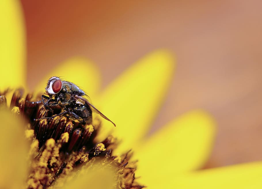 makro fotografie, létat, květ, Černá, prohlížení, žlutá, květ květu, včela, pyl, makro, křídlo, nucené focu, polin, bezobratlý, zvířat, zvíře, hmyz, zvířata ve volné přírodě, jednoho zvířete, detail, selektivní zaměření, Příroda, nikdo, rostlina, kvetoucí rostlina, křehkost, krása v přírodě, svěžest, den, venku, květu hlavy, 2K