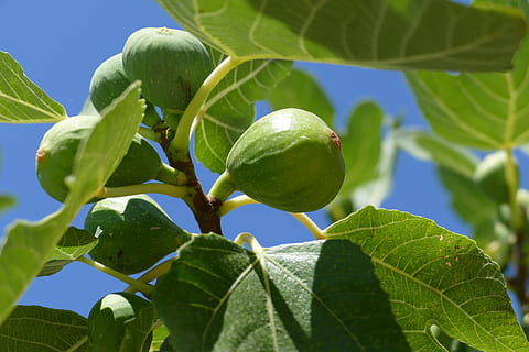 Nahansicht, Foto, Grün, Obst, Feigenbaum, Feige, schließen, Blatt, Pflanzenteil, Essen und Trinken, Lebensmittel, grüne Farbe, Pflanze, gesundes Essen, Wachstum, Frische, Natur, Baum, Landwirtschaft, Sonnenlicht, Tag, keine Leute, Ast, draußen, reif, 5K, CC0, gemeinfrei, lizenzfrei