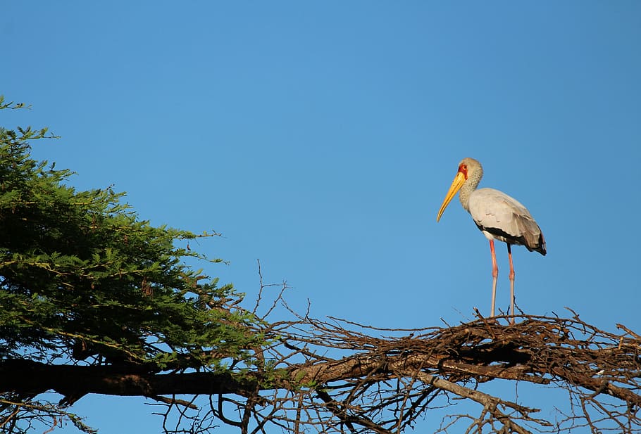 uccello, nido, albero, temi animali, animale, fauna selvatica, animali allo stato selvatico, vertebrato, blu, un animale, cielo, cielo sereno, cicogna, pianta, natura, nessuno, copia spazio, appollaiati, giorno, Inquadratura dal basso, ramo, all'aperto, becco, vista profilo, uccello d'acqua dolce, 2K