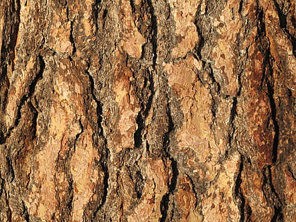 ladrar, árbol, madera, modelo, naturaleza, antecedentes, marrón, material de madera, seco, texturizado, de cerca, áspero, bosque, resumen, material, fotograma completo, tronco de arbol, el maletero, planta de corteza, planta, nadie, patrón natural, día, al aire libre, primer plano extremo, efecto texturizado, condición natural, 4K, CC0, dominio público, libre de derechos