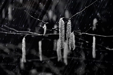 regn, vinter-, natur, falla, säsonger, tid, växt, flora, träd, löv, svartvitt, närbild, bräcklighet, fokusera på förgrunden, inget folk, spindelnät, sårbarhet, selektiv fokusering, dag, våt, skönhet i naturen, vatten, utomhus, tillväxt, artropod, släppa, dagg, 4K, CC0, offentligt domän, royaltyfria