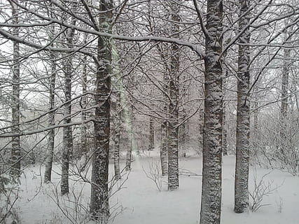 mróz, drzewo, śnieg, zimno, zimowy, biały, Natura, lód, piękny, krajobraz, zimna temperatura, nagie drzewo, roślina, bagażnik samochodowy, spokój, pnia drzewa, wylądować, żadnych ludzi, las, Oddział, spokojna scena, mrożony, pokrycie, scena pozamiejska, dzień, lesisty teren, na dworze, ekstremalna pogoda, 2K, CC0, domena publiczna, darmowe zdjęcia