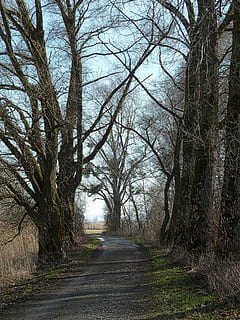 path, road, trees, perspective, pathway, way, direction, tree, plant, the way forward, bare tree, tranquility, nature, no people, tranquil scene, diminishing perspective, transportation, beauty in nature, tree trunk, land, trunk, scenics - nature, day, branch, growth, outdoors, treelined, 4K, CC0, public domain, royalty free
