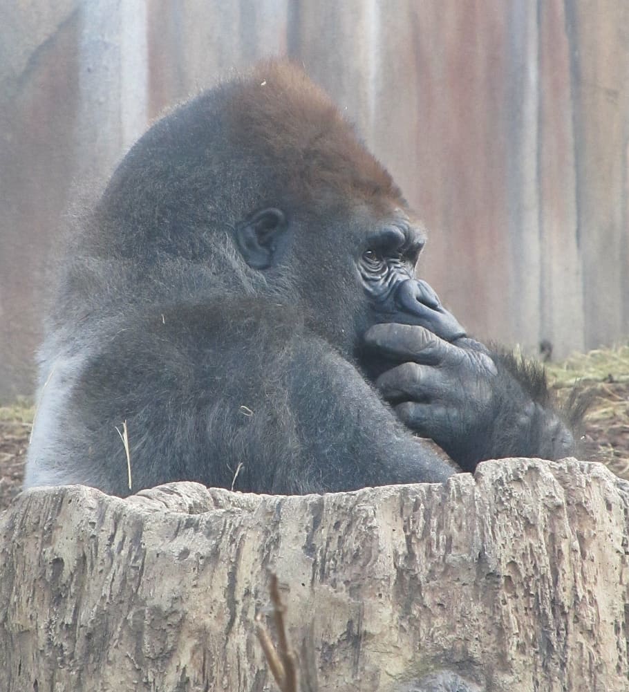 goril·la, cobertura, cara, marró, paret, assegut, reflexiu, pensar, tronc de l'arbre, zoo, animal, primat, mico, habitat, mamífer, naturalesa, potent, pell, jungla, enorme, vida salvatge, bèstia, poder, retrat, un animal, fauna animal, dia, a l'aire lliure, animals a la natura, cap gent, temes d'animals, primer pla, vertebrats, relaxació, centrar-se en primer pla, mirant cap a fora, mirant, 1080P
